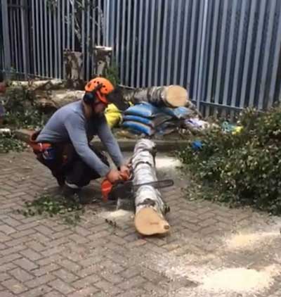 Clearing a fallen tree after a storm in East London