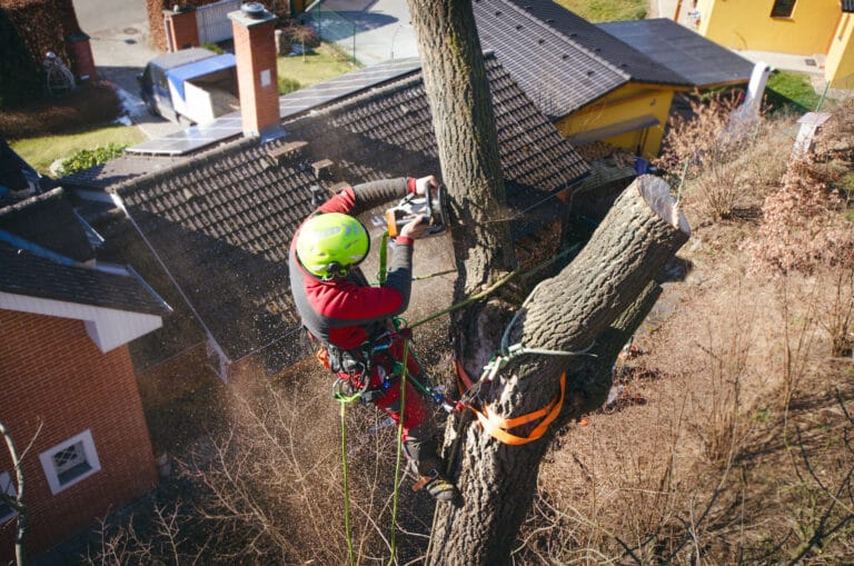 Team of East London tree surgeons at work