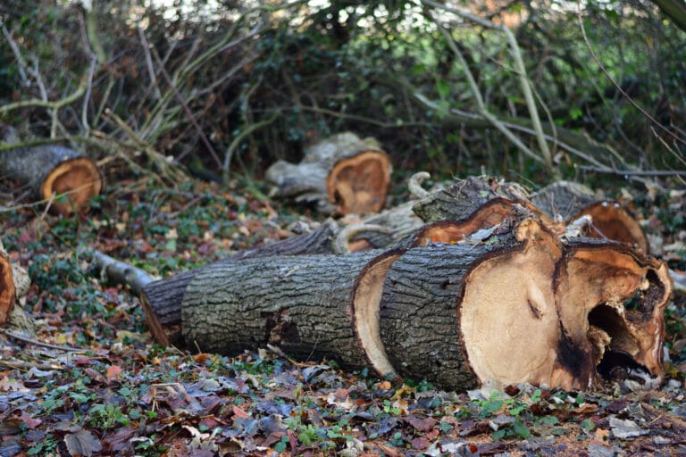 Clearing a fallen tree after a storm in East London